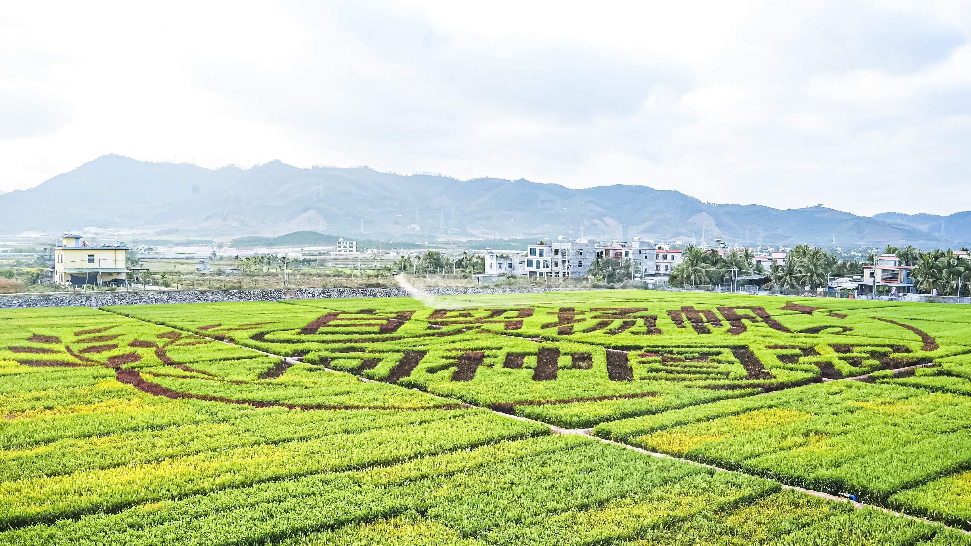 1775828971105088.jpg 3月27日,三亚市崖州区,航拍2026种子大会暨南繁硅谷论坛田间品种展示区。(中国种子协会 供图).jpg